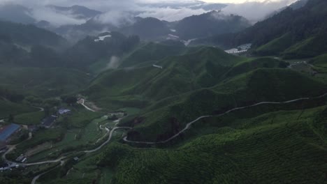 aerial: tea fields in cameron highlands