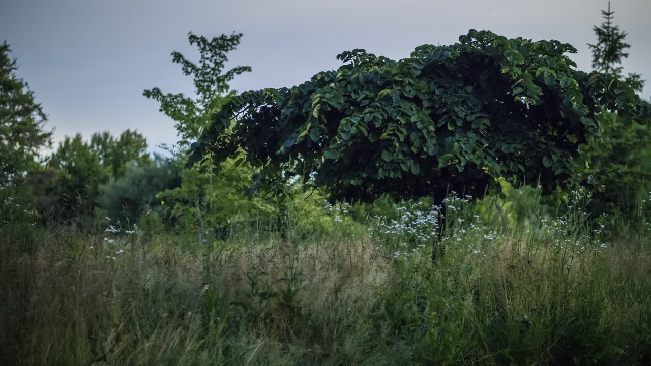 insectos que brillan en la oscuridad - luciérnagas vuelan sobre el video de la noche del prado