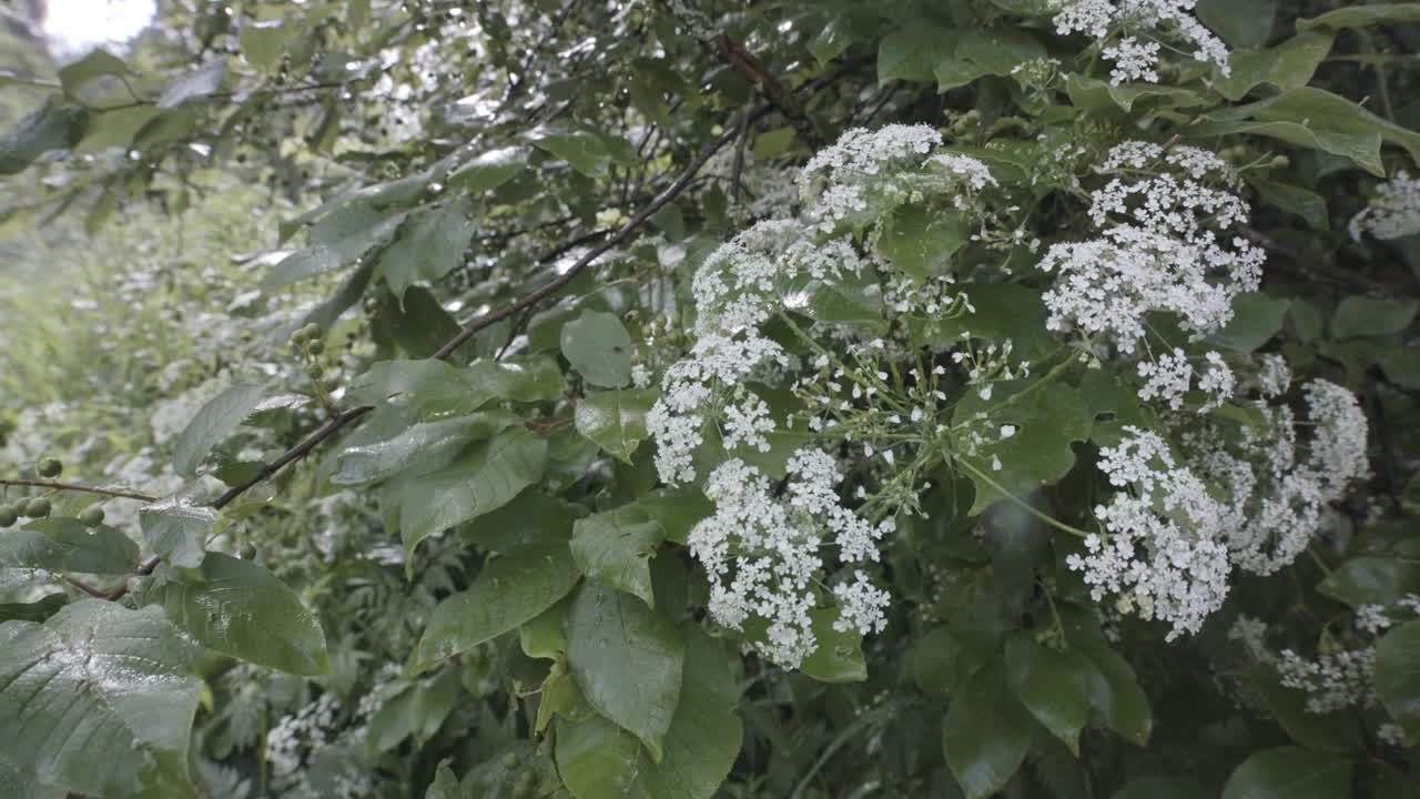 White Flowers in a Lush Green Bush