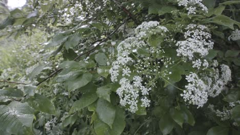 white flowers in a lush green bush