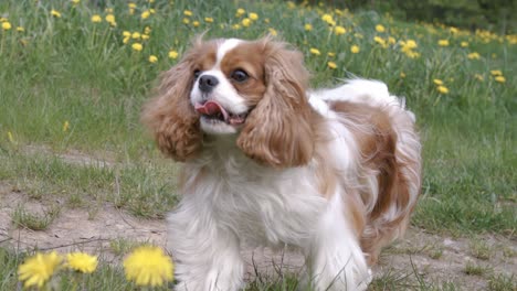cavalier king charles spaniel. shot on super slow motion camera 1000 fps.