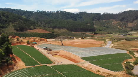 Tomates-Que-Crecen-En-Los-Campos-De-Vietnam