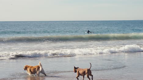 golden retriever and pitbull, dogs on beach on sunny summer day, slow motion