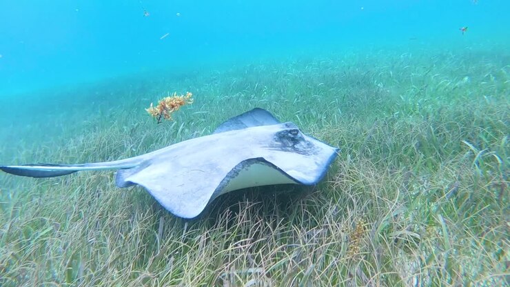 Good Underwater Shot Of A Giant Manta Ray Swimming In San Pedro Honduras