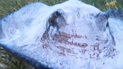 Gute-Unterwasseraufnahme-Eines-Riesigen-Manta-rochens,-Der-In-San-Pedro-Honduras-Schwimmt