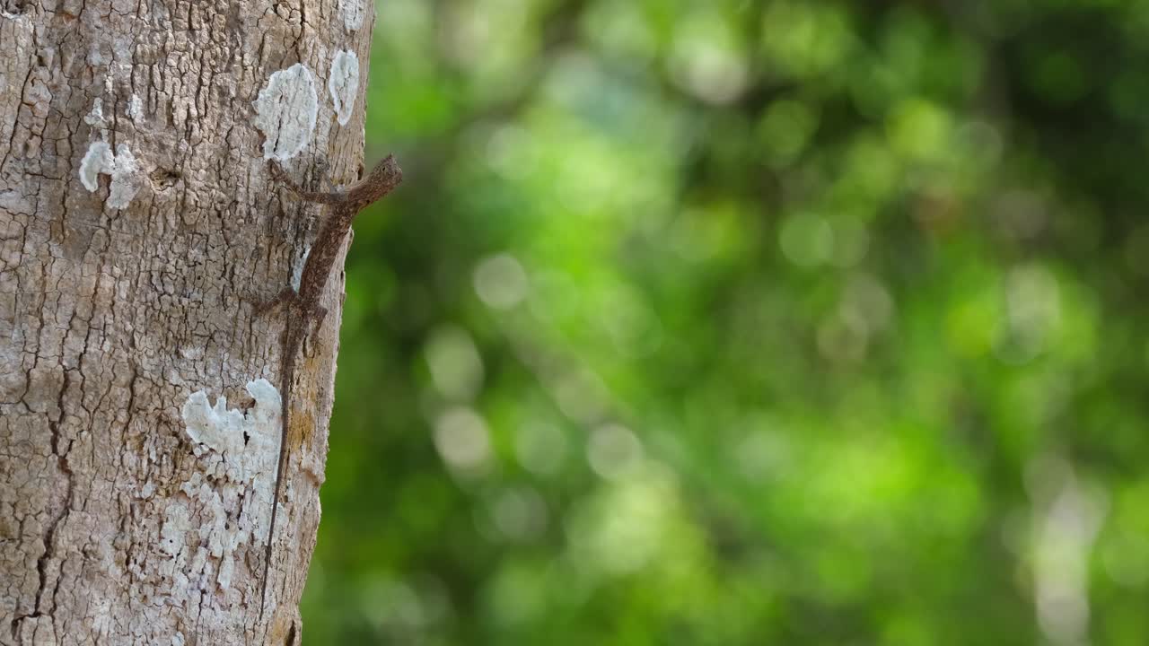 The Draco, more commonly known as the flying lizard is clinging on a tree trunk motionless while waiting for its possible prey for its meal, inside Khao Yai National Park, in Thailand