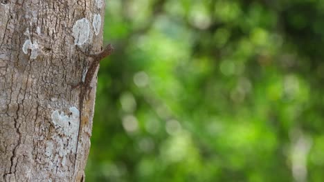 The-Draco,-more-commonly-known-as-the-flying-lizard-is-clinging-on-a-tree-trunk-motionless-while-waiting-for-its-possible-prey-for-its-meal,-inside-Khao-Yai-National-Park,-in-Thailand