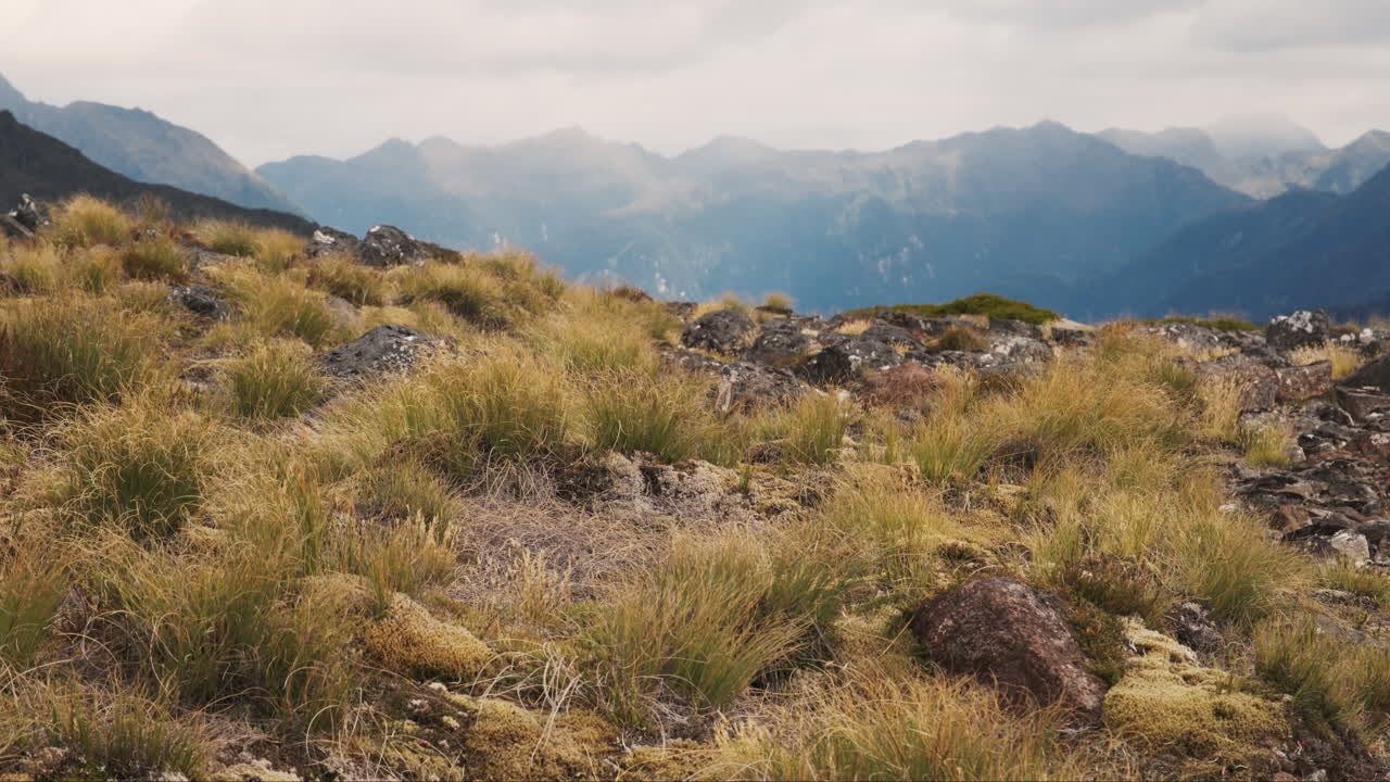 la hierba alta se balancea suavemente en primer plano con lejanos picos dramáticos de las montañas como telón de fondo