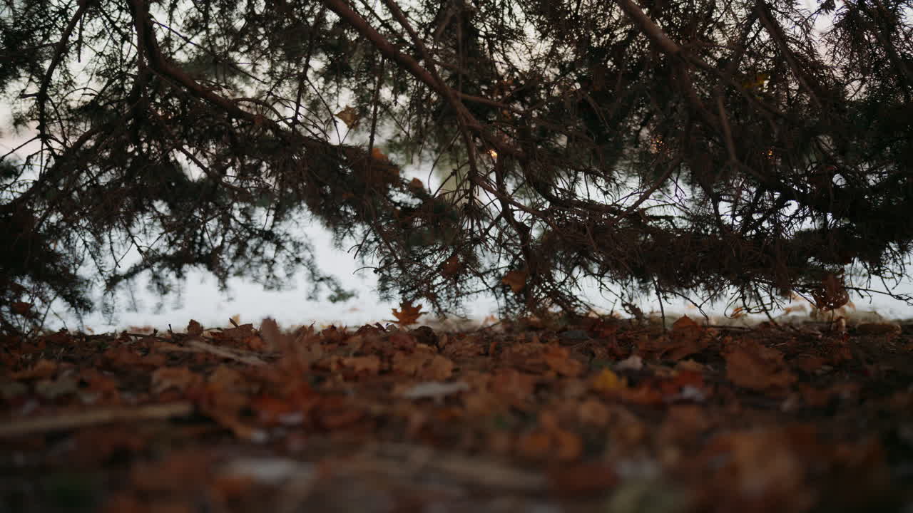A cold breeze rapidly shakes pine branches and fallen leaves on a snow-dusted forest ground. Movement highlights the seasonal shift from autumn to early winter. Lateral motion