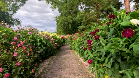 a steady camera glides down a cobblestone path bordered by vibrant dahlia flowers in a lush botanical garden under soft daylight
