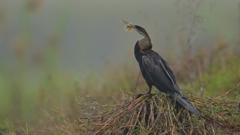 the oriental darter is a water bird with nest material stuck in the beak