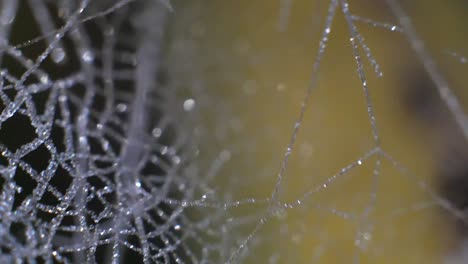 Spinnennetz-Schwingt-Im-Wind-Mit-Einem-Grün-gelben-Hintergrund-An-Einem-Kalten-Morgen