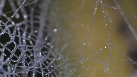 Cobweb-swings-in-the-wind-with-a-green-yellow-background-on-a-cold-morning