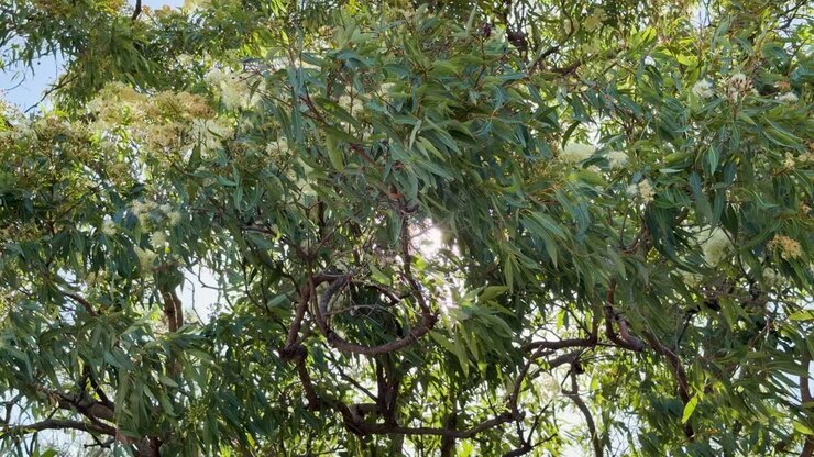Raggi di sole intensi filtrano attraverso rami di eucalipto ondeggianti, creando bagliori dinamici dell'obiettivo ed effetti di luce naturale