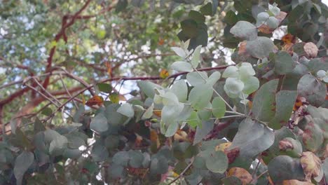 hojas frescas de eucalipto moviéndose lentamente en el viento, cámara lenta