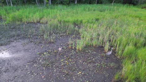 Sandhill-cranes-scavenging-in-the-wetlands