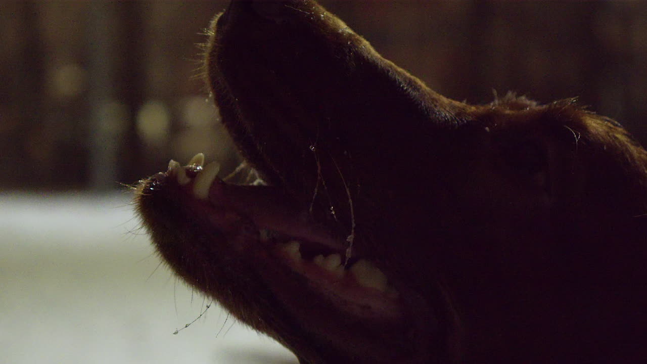 Close-up em tela cheia do focinho e rosto de um cão Setter, brincadeira noturna de inverno