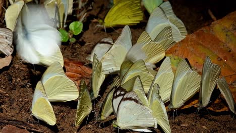 a zoom out of these yellow butterflies swarming under the morning sun, kaeng krachan national park, thailand