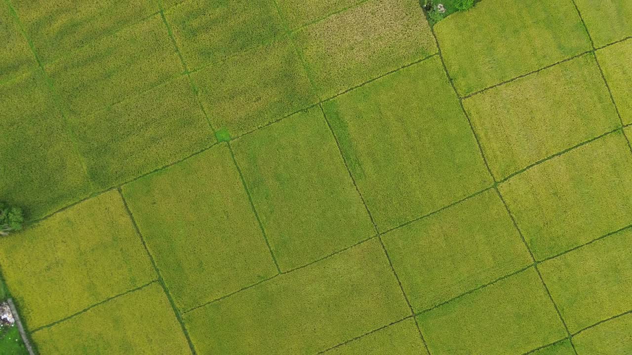 Breathtaking aerial drone footage showcasing expansive rectangular farmland bordered by lush forests near Tabanan, Bali. Captured in vibrant daylight, revealing intricate patterns and natural beauty