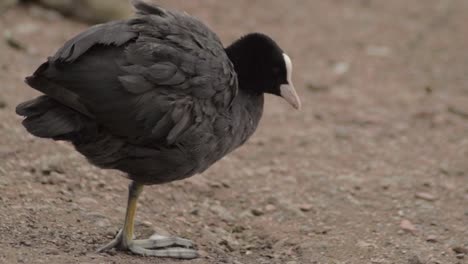 coot water bird close up on banking