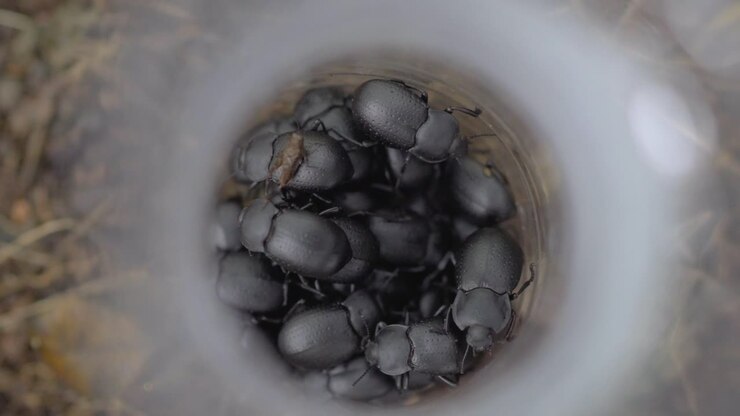 dung beetles catch in bottals