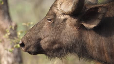 close-up of the head of an african buffalo, side view, profile shot