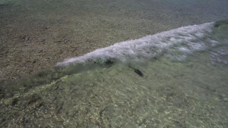 pez loro vibrante nadando en las aguas poco profundas de los rocas, mar del caribe