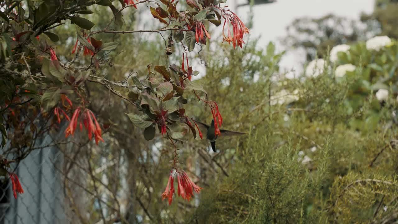 el colibrí agita las alas rápidamente y se alimenta de las flores de un árbol - ángulo bajo