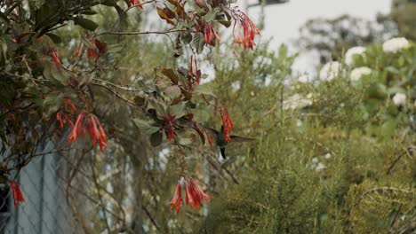 Hummingbird-Flutters-Wings-Rapidly-And-Feeding-From-The-Flowers-Of-A-Tree---low-angle