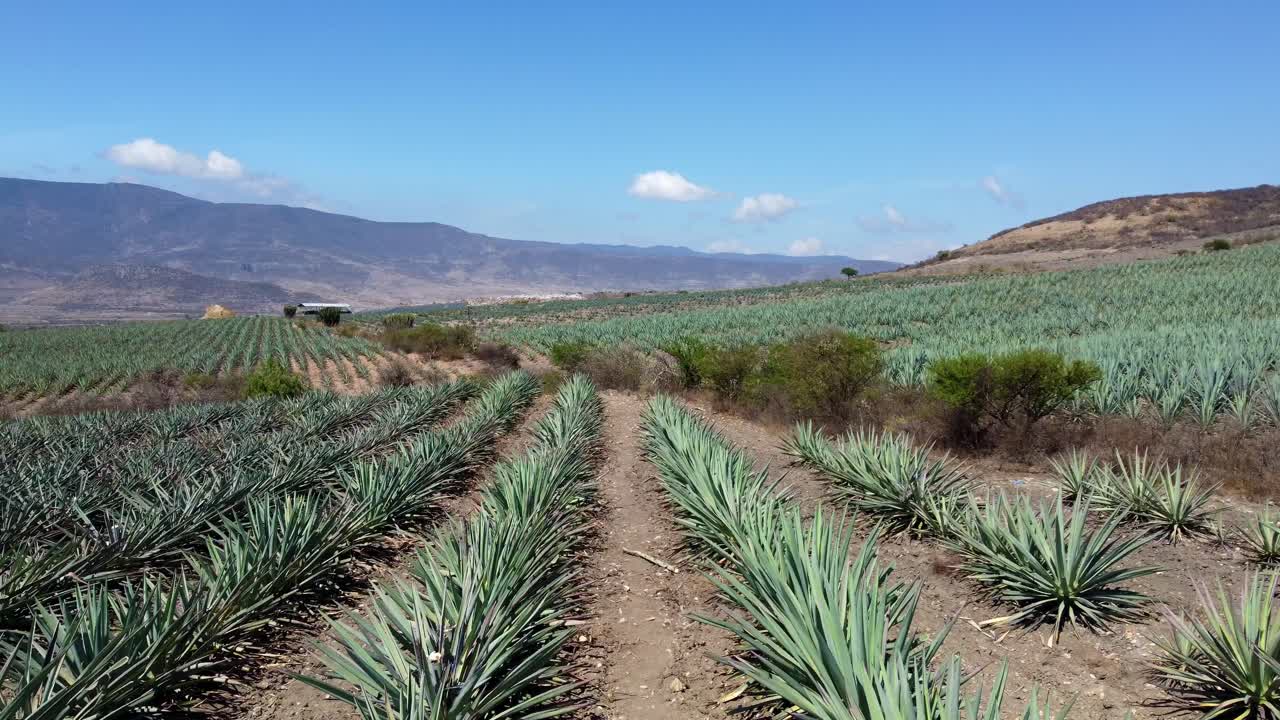 멋진 배경을 가진 용설란 식물 사이의 느린 클로즈업 샷, maguey, oaxaca, mexico