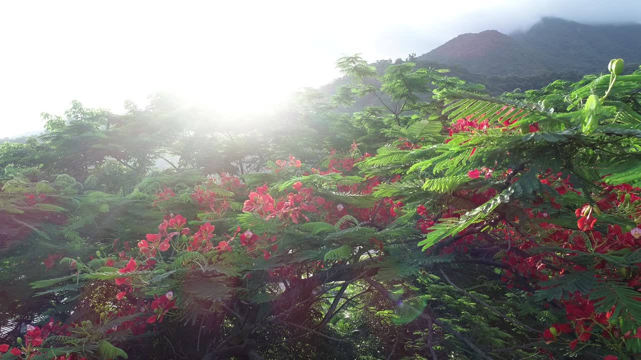 아름다운 은 로열 포인치아나 또는 화려한 꽃 (델로닉스 레지아) 은 비가 내린 후 해가 뜨는 동안