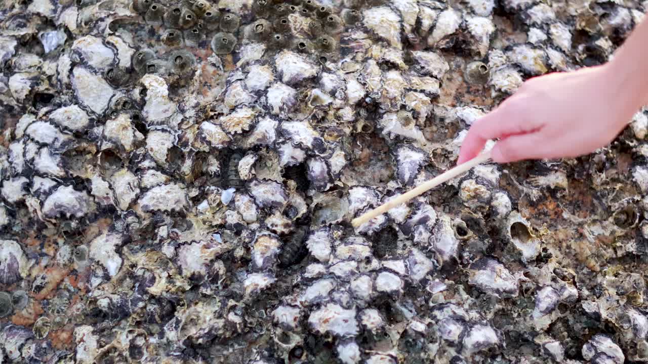 A hand uses a stick to examine oyster and barnacle-covered rocks on a beach in Phuket, Thailand, under natural daylight