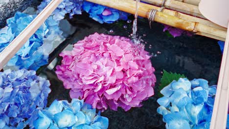 beautiful hydrangea in shrine water