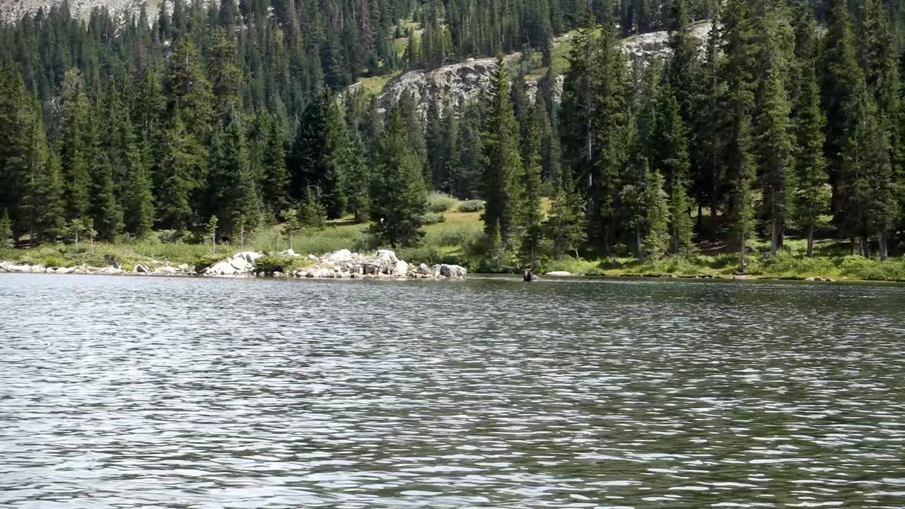Moose looks over in lake in Colorado