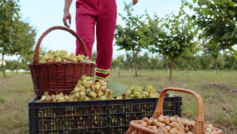 man agronomist plucks collects ripe hazelnuts from deciduous hazel trees rows in garden, harvesting