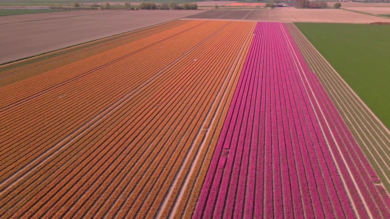 Vue aérienne de champs de tulipes de différentes couleurs aux Pays-Bas