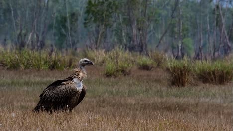 the himalayan griffon vulture is near threatened due to toxic food source and habitat loss