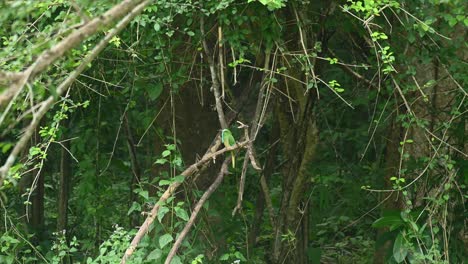 Blaubärtiger-Bienenfresser,-Nyctyornis-Athertoni,-Unesco-Weltnaturerbe,-Kaeng-Krachan-Nationalpark,-Thailand