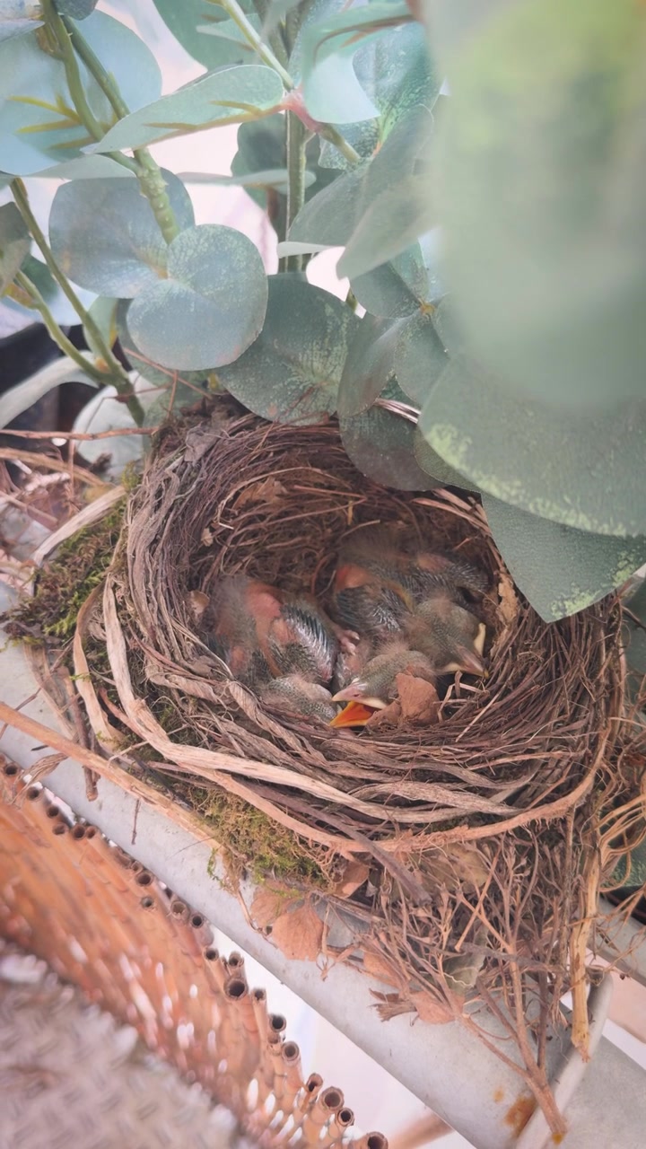 Primo piano di un pulcino di merlo comune (Turdus merula) seduto in un nido tra foglie verdi, in attesa di essere nutrito.
