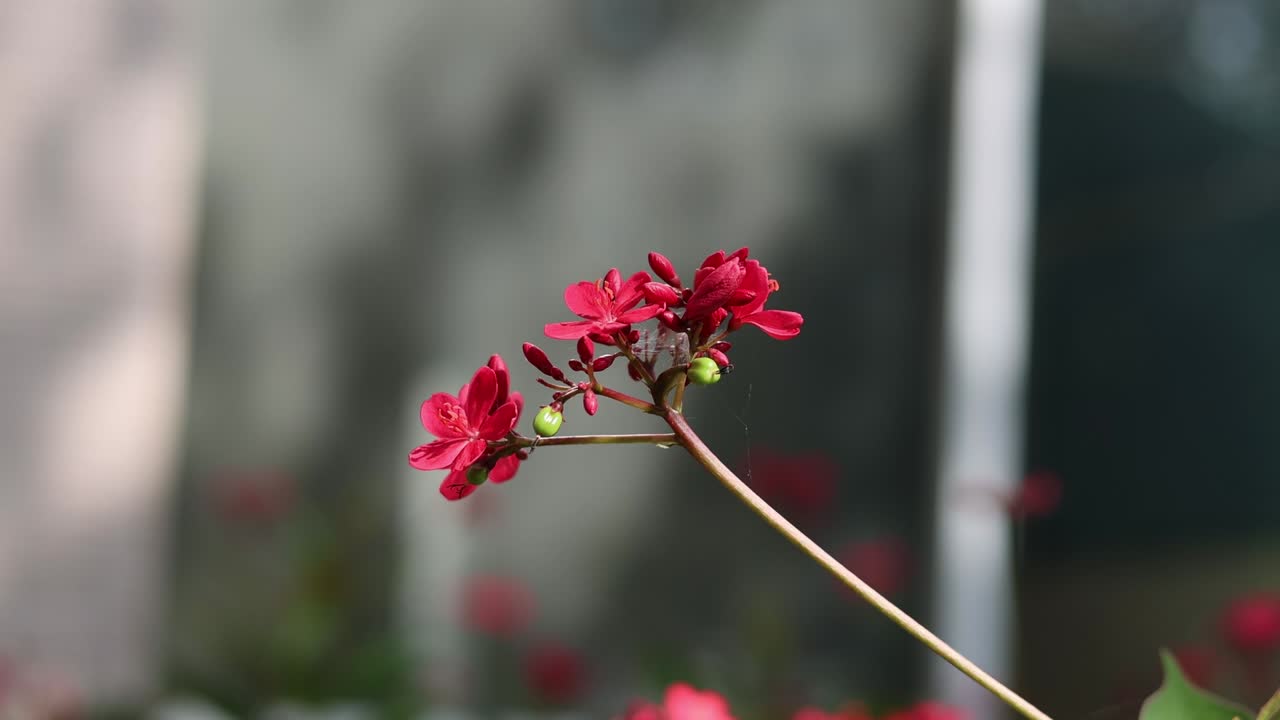 약간 움직이는 은 꽃의 가지