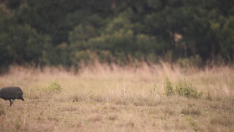 Ave-Guineafowl-Con-Casco-Caminando-En-El-Campo-De-Hierba-Africana