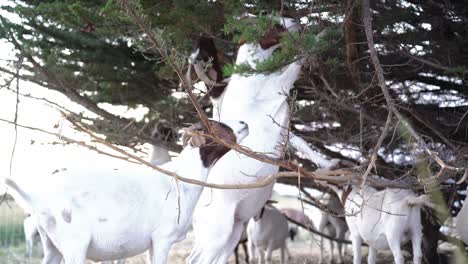 cabra alcanzando el árbol para comer algunas hojas