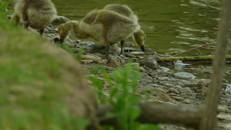 Junge-Kanadische-Gans-Trinkt-Und-Sucht-Nach-Nahrung-In-Der-Nähe-Von-Flusswasser,-Statische-Ansicht