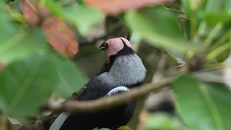 Primer-Plano-De-Un-Coleto,-Sarcops-Calvus-Visto-Posado-En-Medio-De-La-Frondosa-Copa-De-Los-árboles-De-Su-Hábitat-Natural,-Acicalándose-Y-Arreglando-Sus-Plumas-Con-El-Pico,-Paseando-Por-Sus-Alrededores.