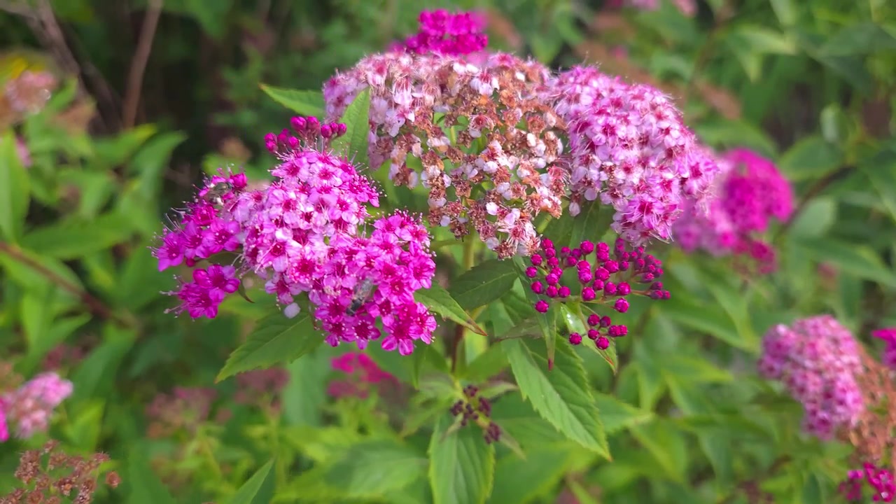 Rosa spirea med en svävfluga som pollinerar dess nektarrika blommor i Nordamerika, närbild, handhållen tagning