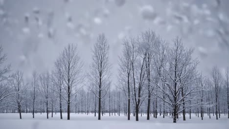 snow-covered trees in a serene winter landscape
