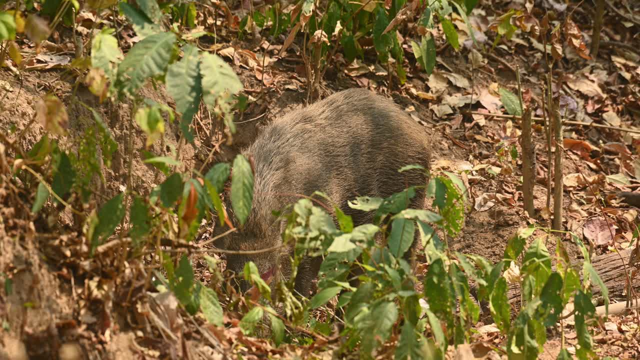 Cinghiale, Sus Scrofa, filmato 4K, Santuario della fauna selvatica di Huai Kha Kaeng, Thailandia