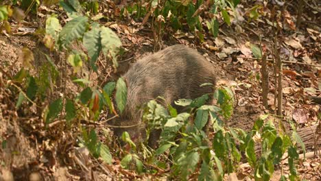 wild boar, sus scrofa, 4k footage, huai kha kaeng wildlife sanctuary, thailand