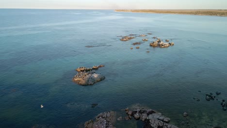 drone shot of white sea gulls on coastal rocks at corny point, yorke peninsula, south australia