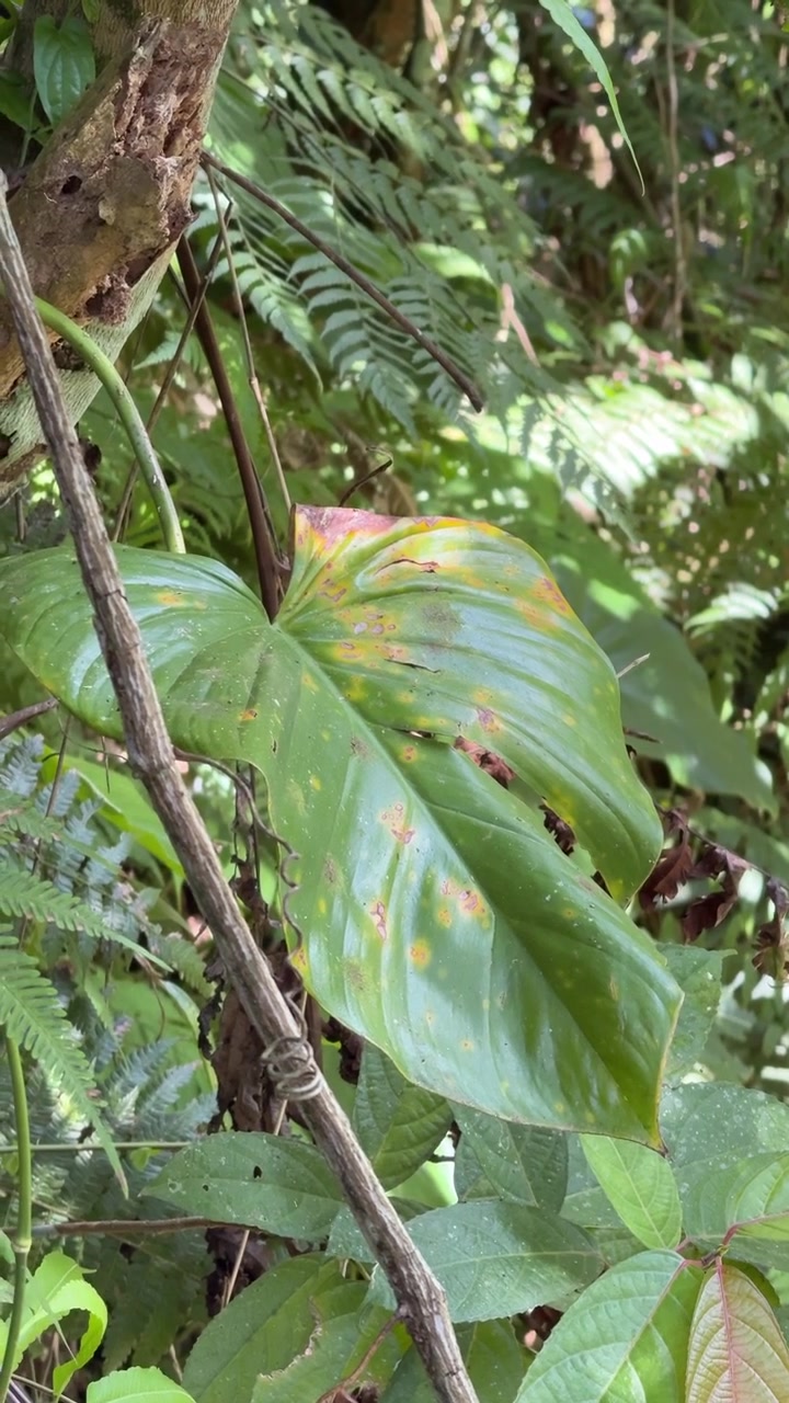 Hoja tropical grande con manchas naturales en una selva tropical exuberante